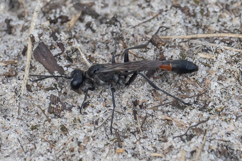 Ammophila pubescens (Heath Sand Wasp).jpg
